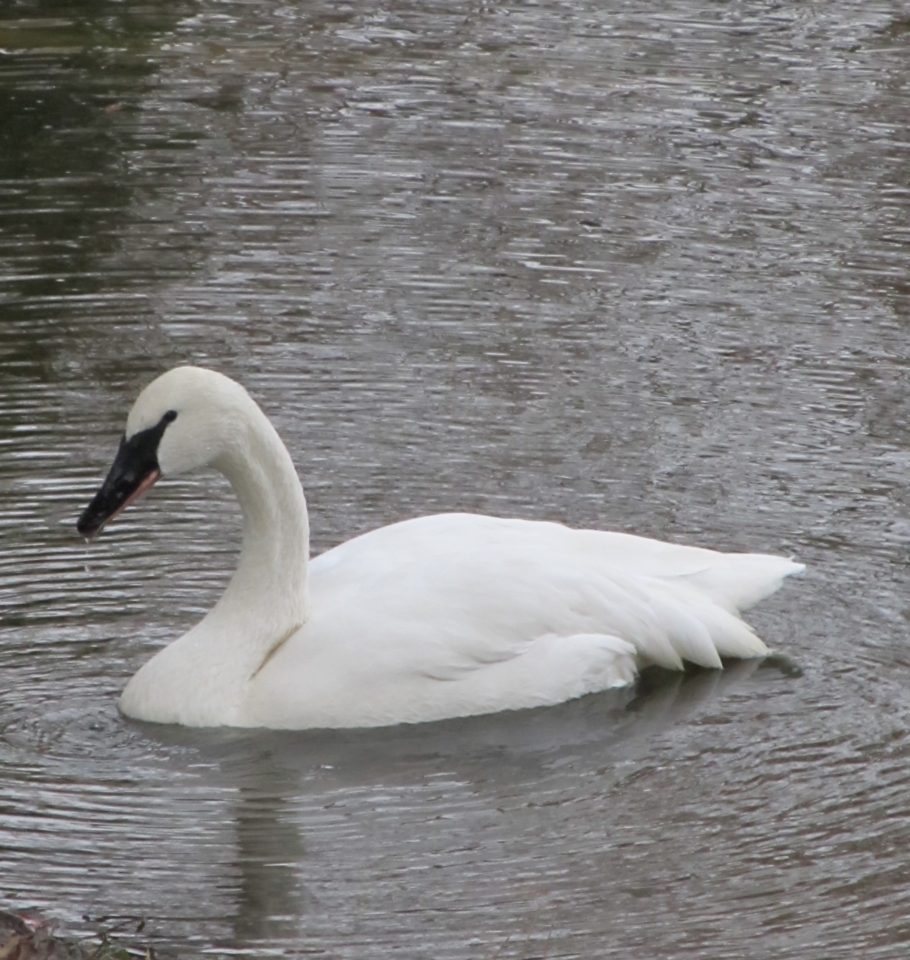 swan swimming white free photo