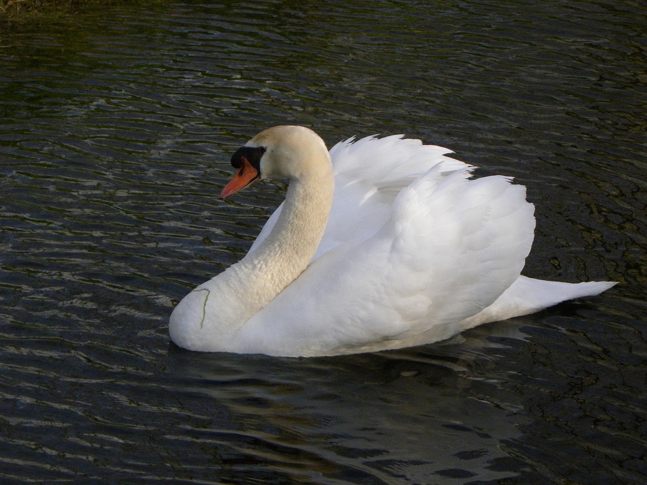 swan waterfowl swans free photo