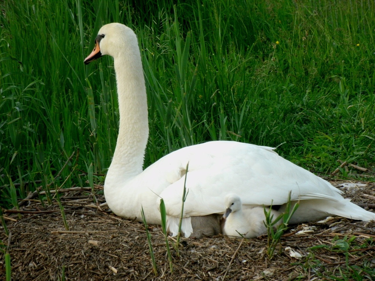 swan young plumage free photo