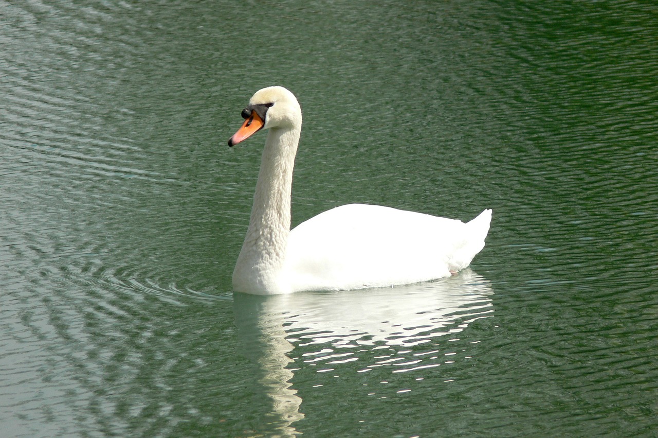 swan lake swans free photo