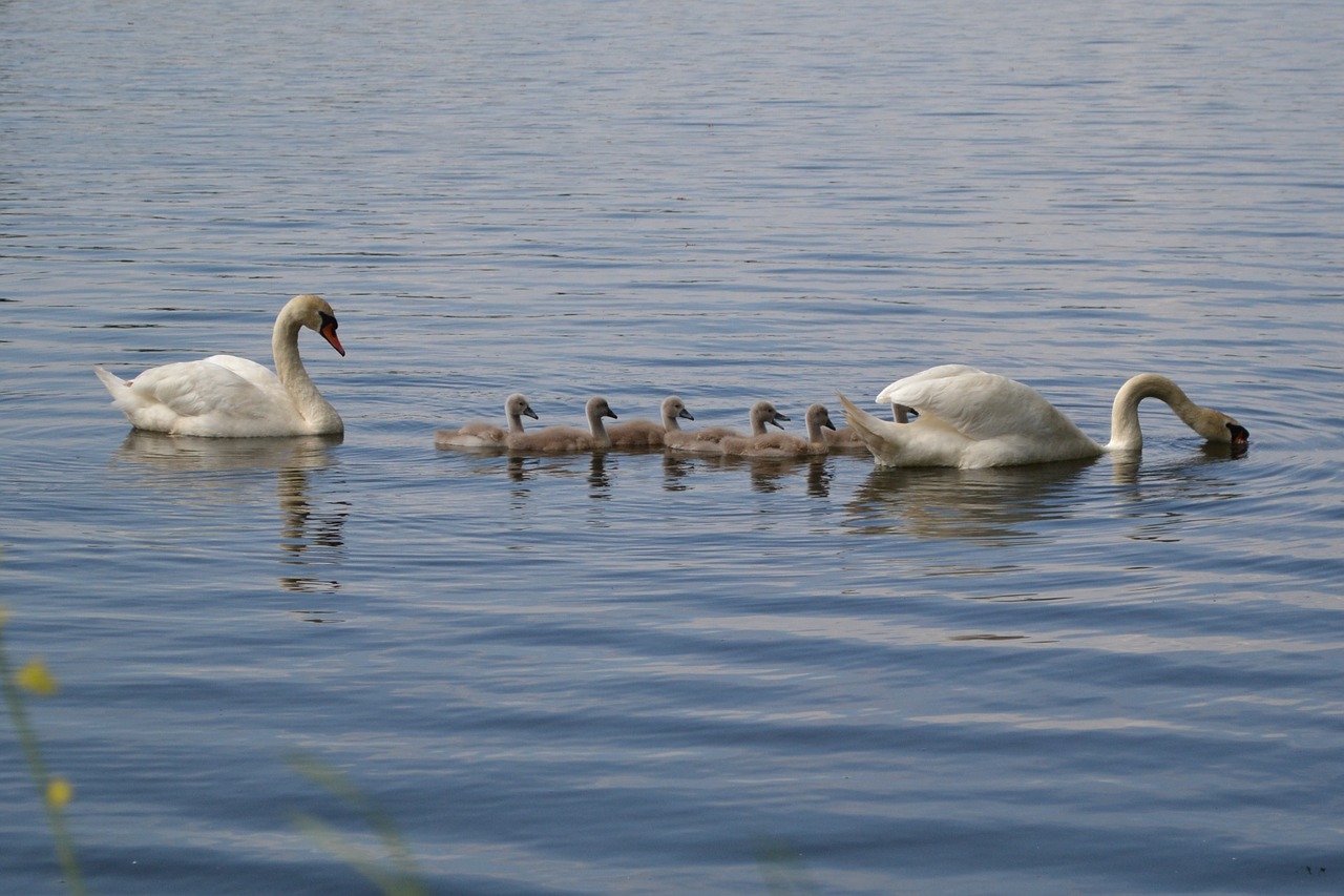 swan pond chicks free photo