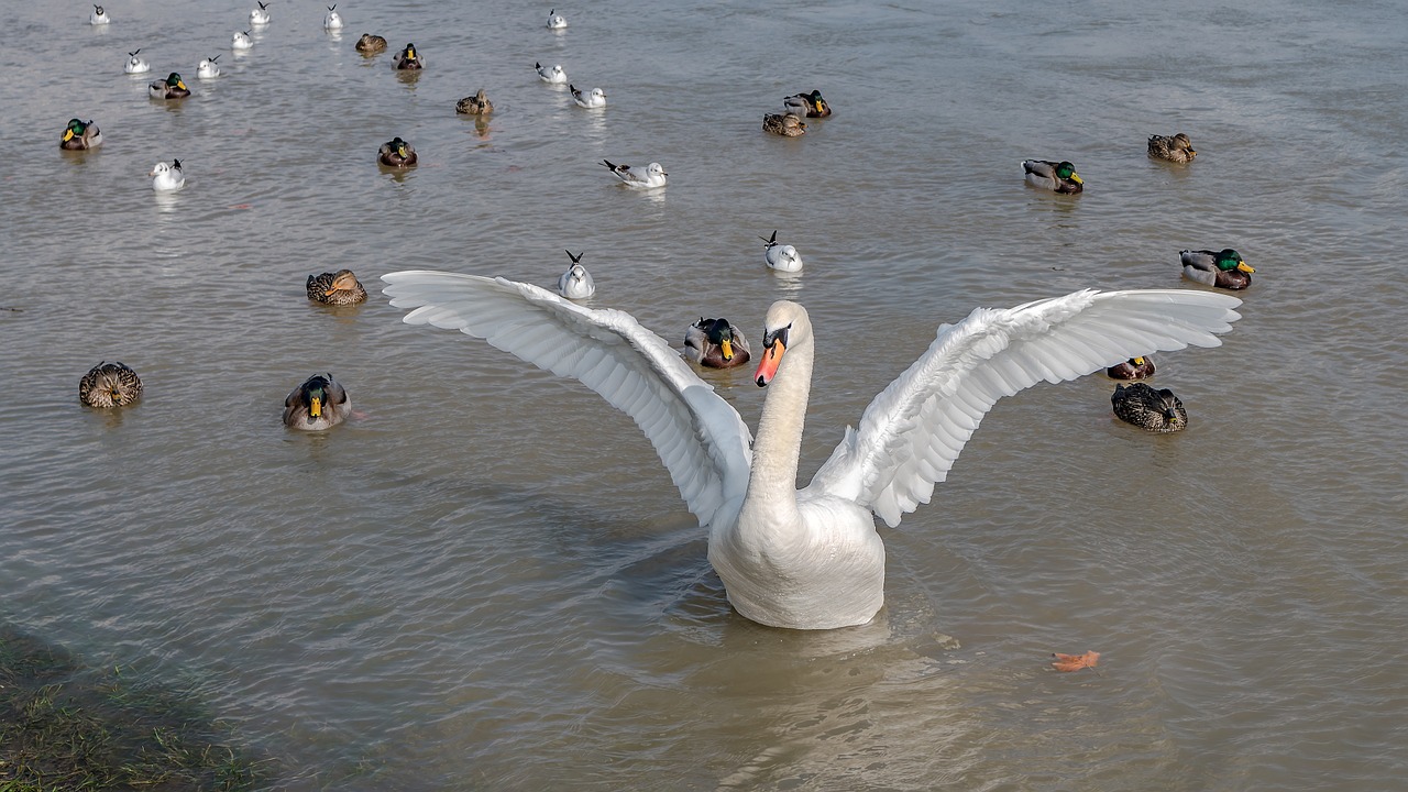 swan ducks plumage free photo