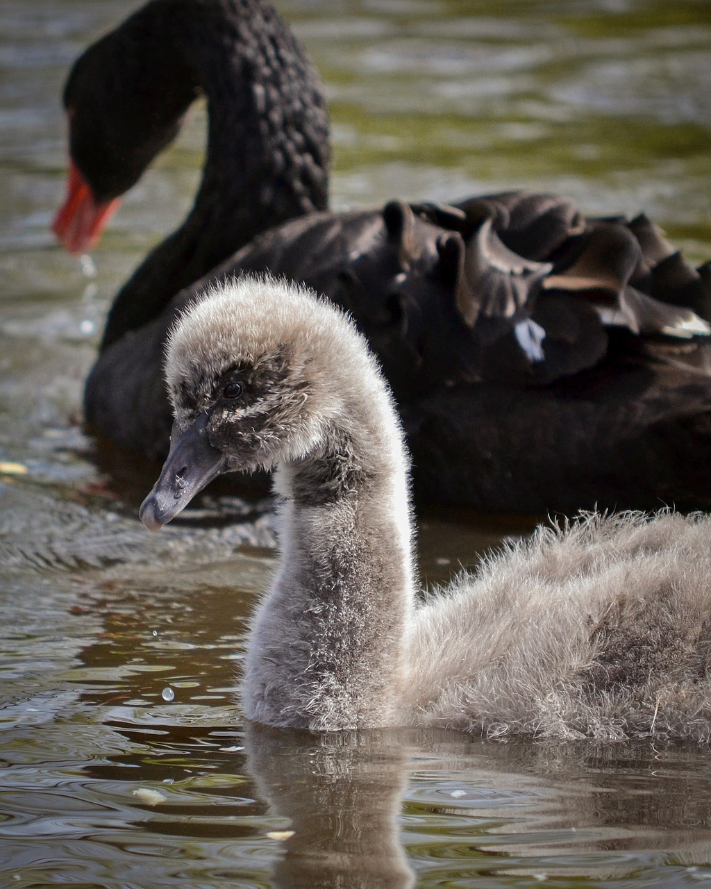 swan signet young free photo