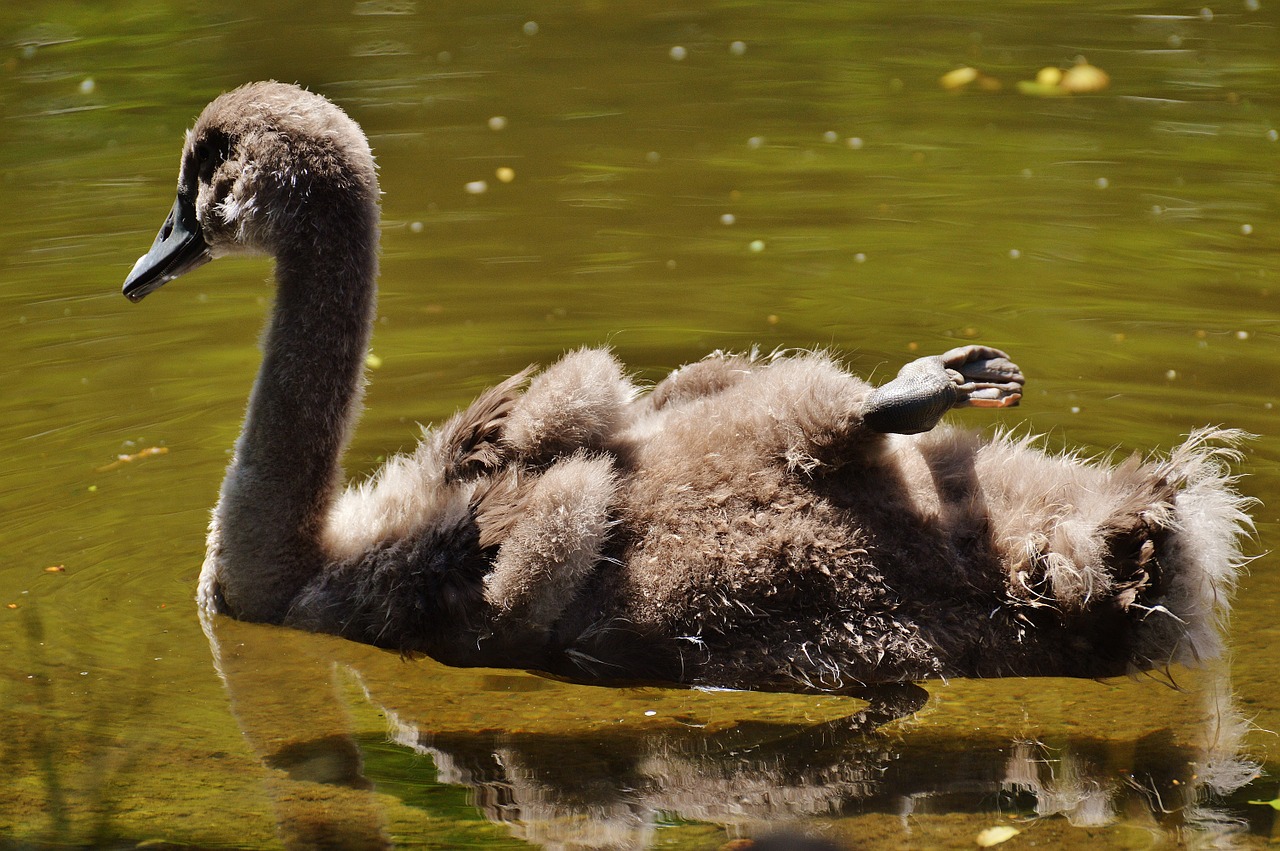 swan young animal bird free photo