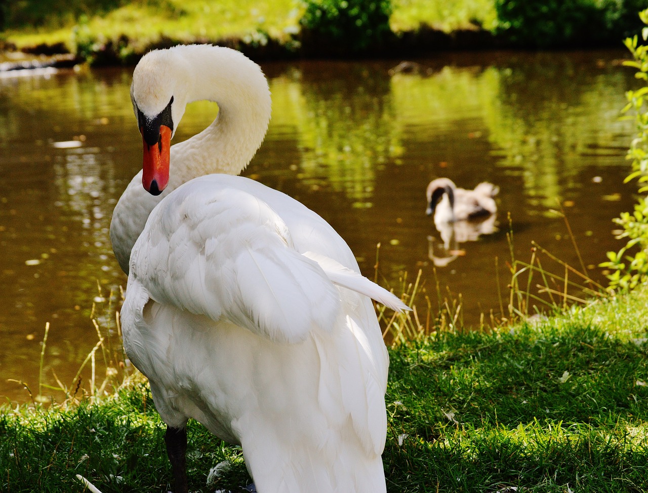 swan bird waters free photo