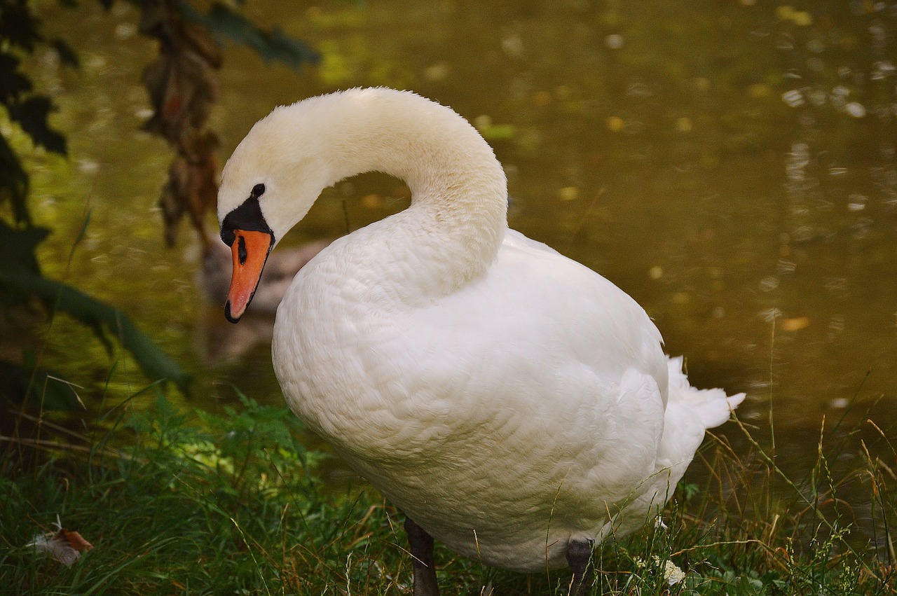 swan bird waters free photo