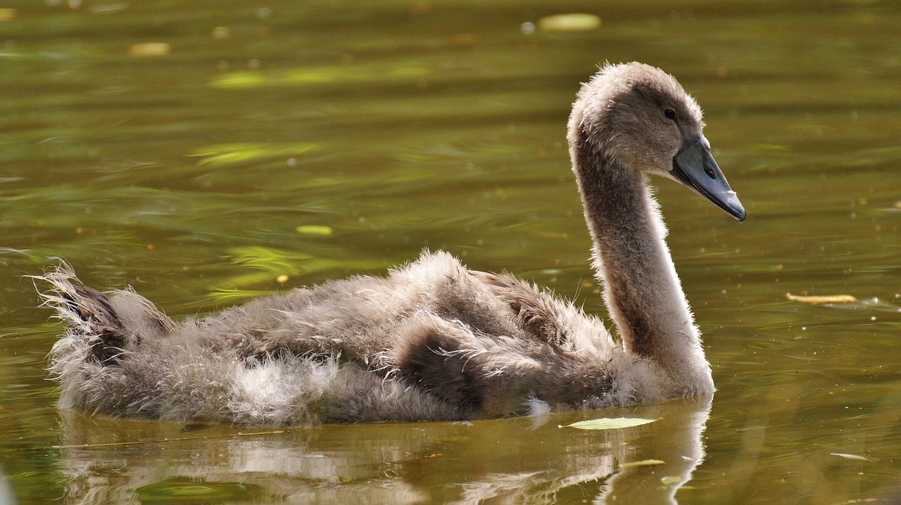 swan young animal bird free photo