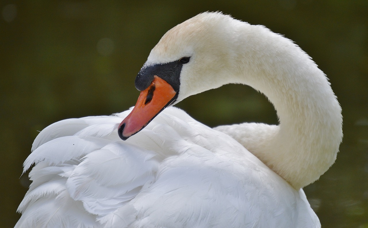 swan bird waters free photo