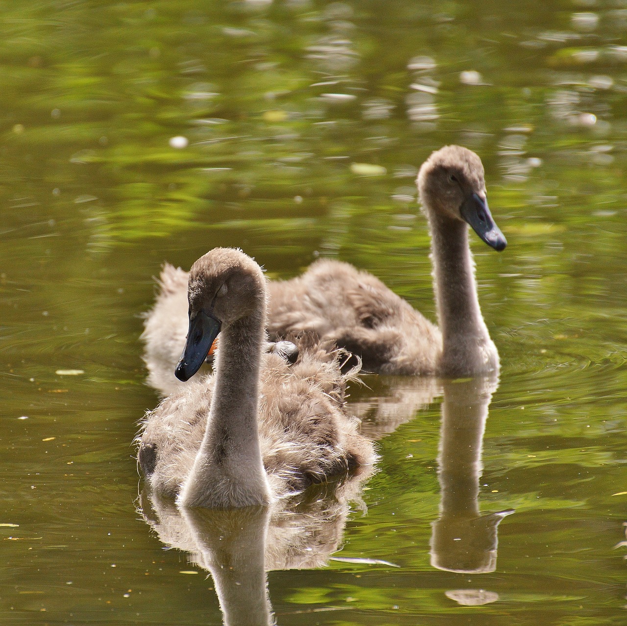 swan bird waters free photo