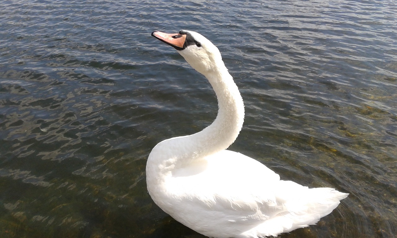 swan waterfowl bird free photo