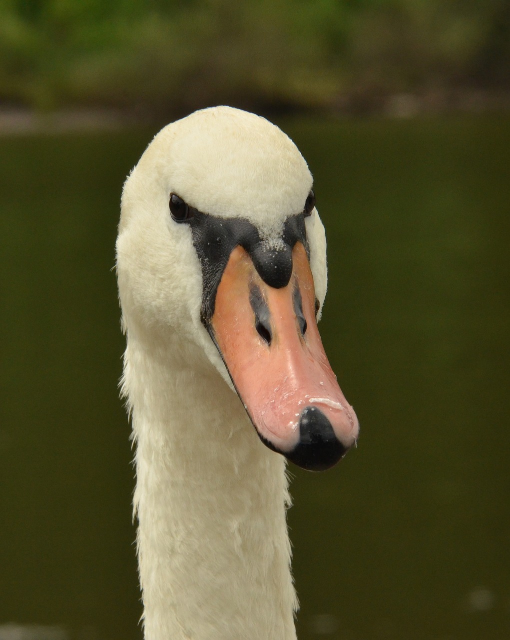 swan mute swan head free photo