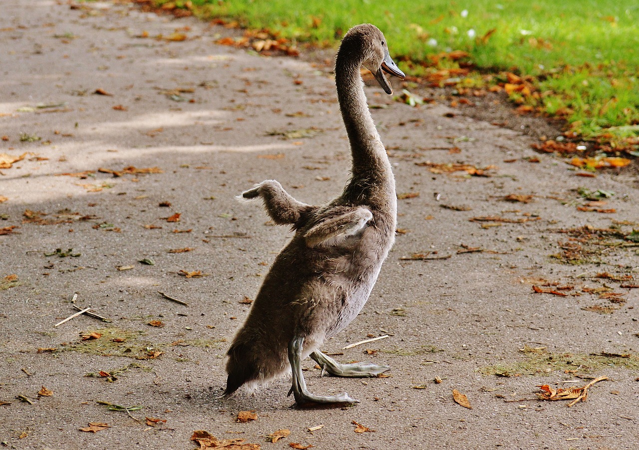 swan young animal bird free photo