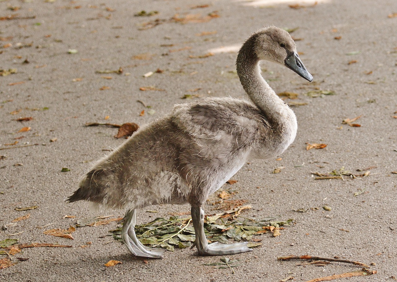 swan young animal bird free photo