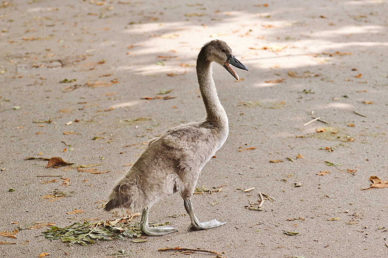 swan young animal bird free photo