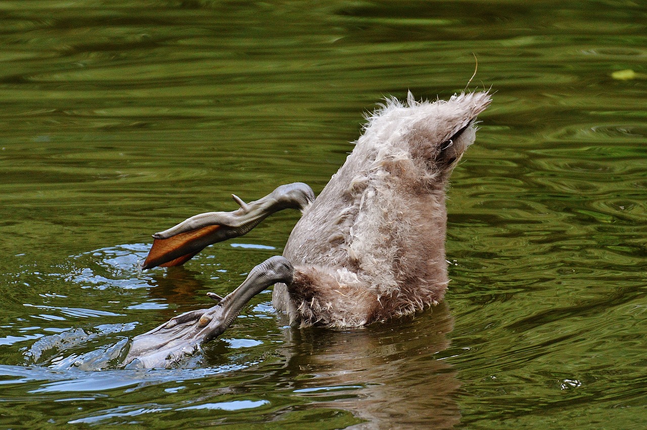 swan young animal diving free photo