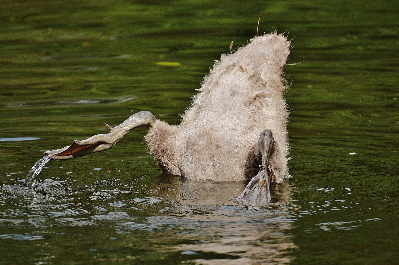 swan young animal diving free photo