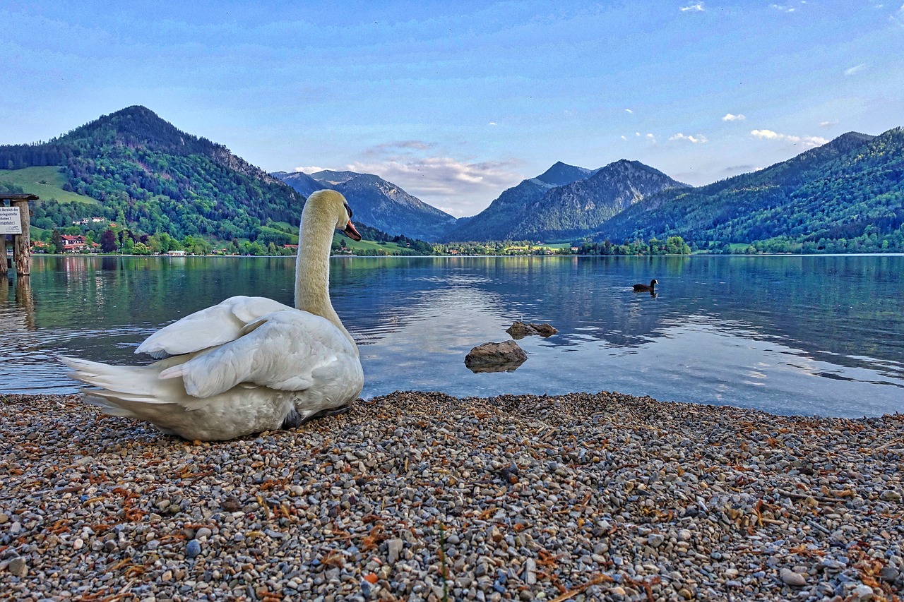 swan lakeside mountains free photo