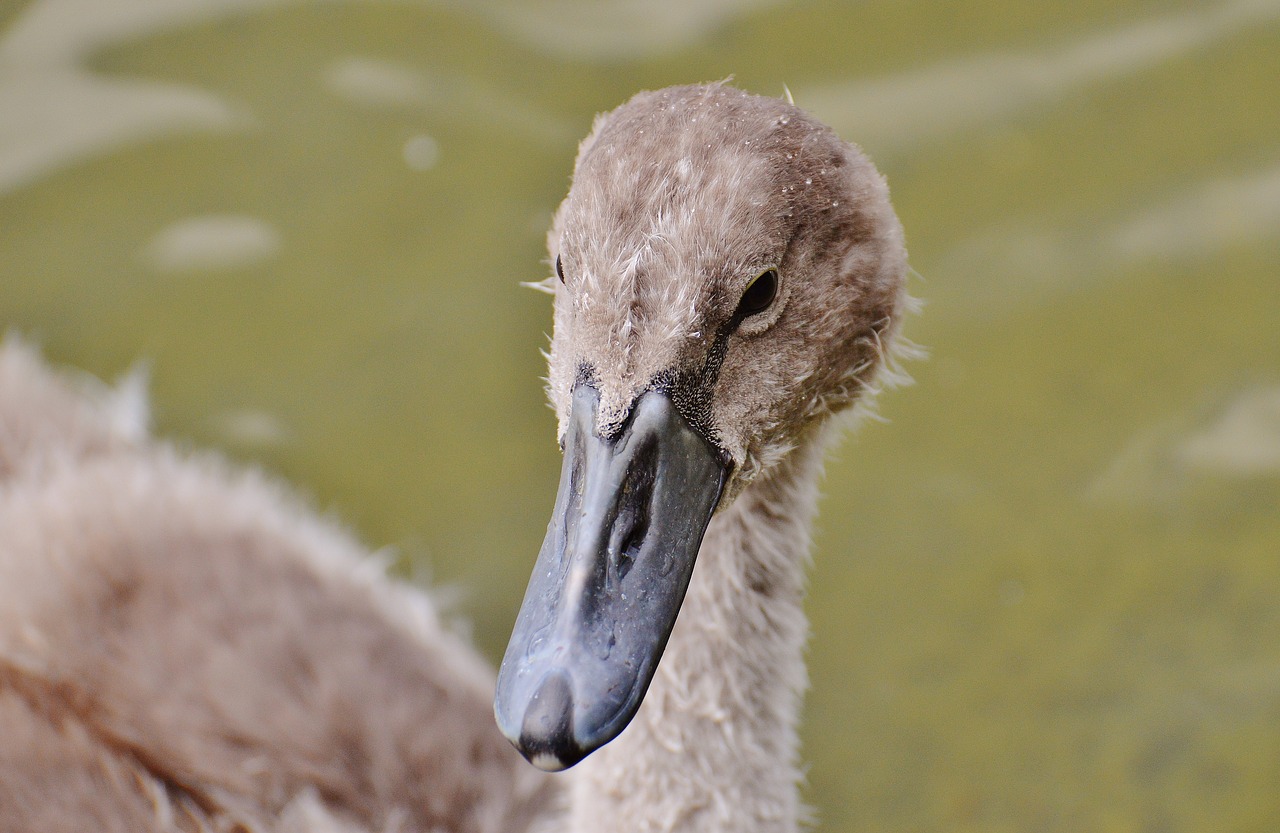 swan young animal bird free photo