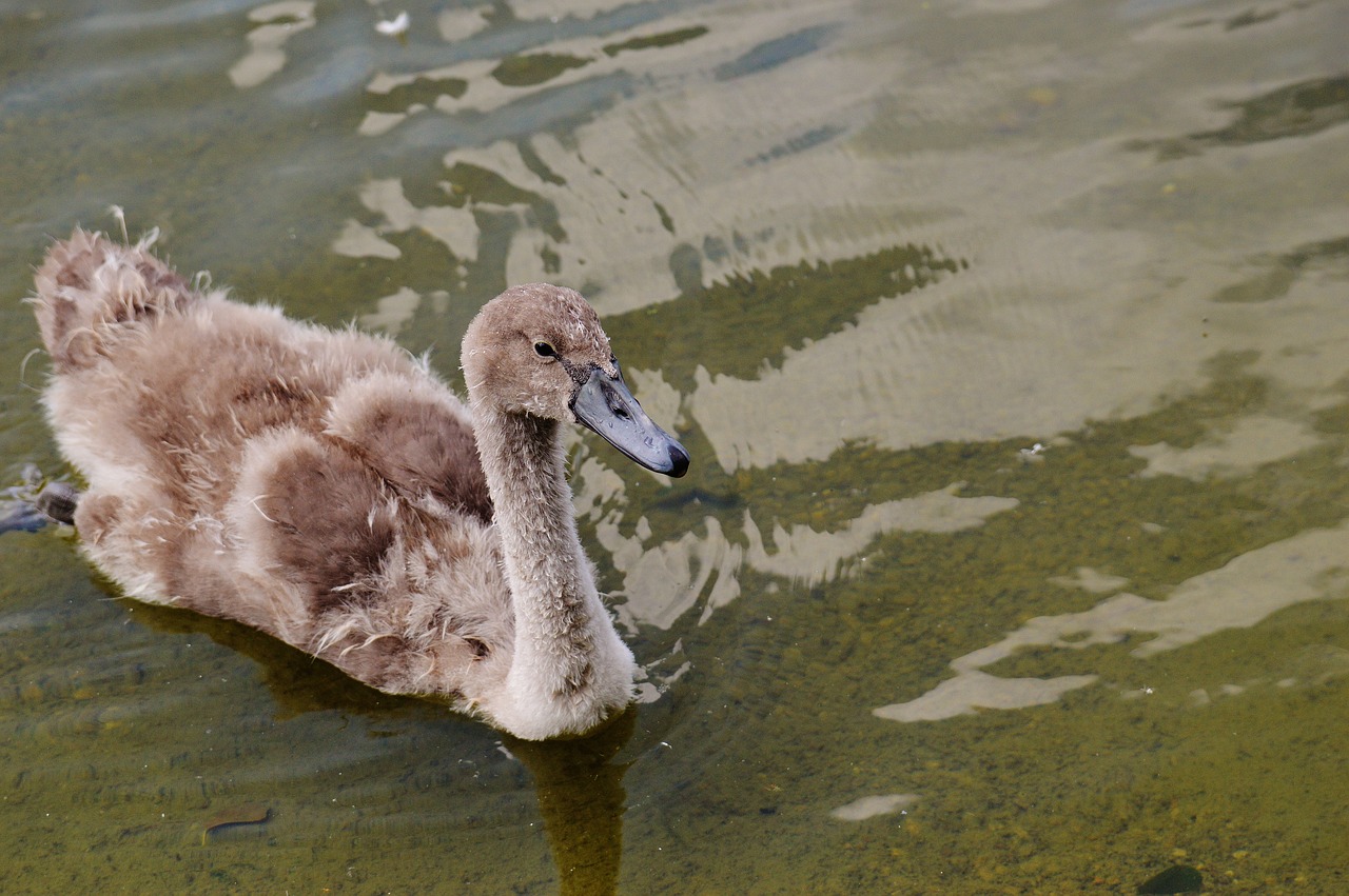 swan young animal bird free photo