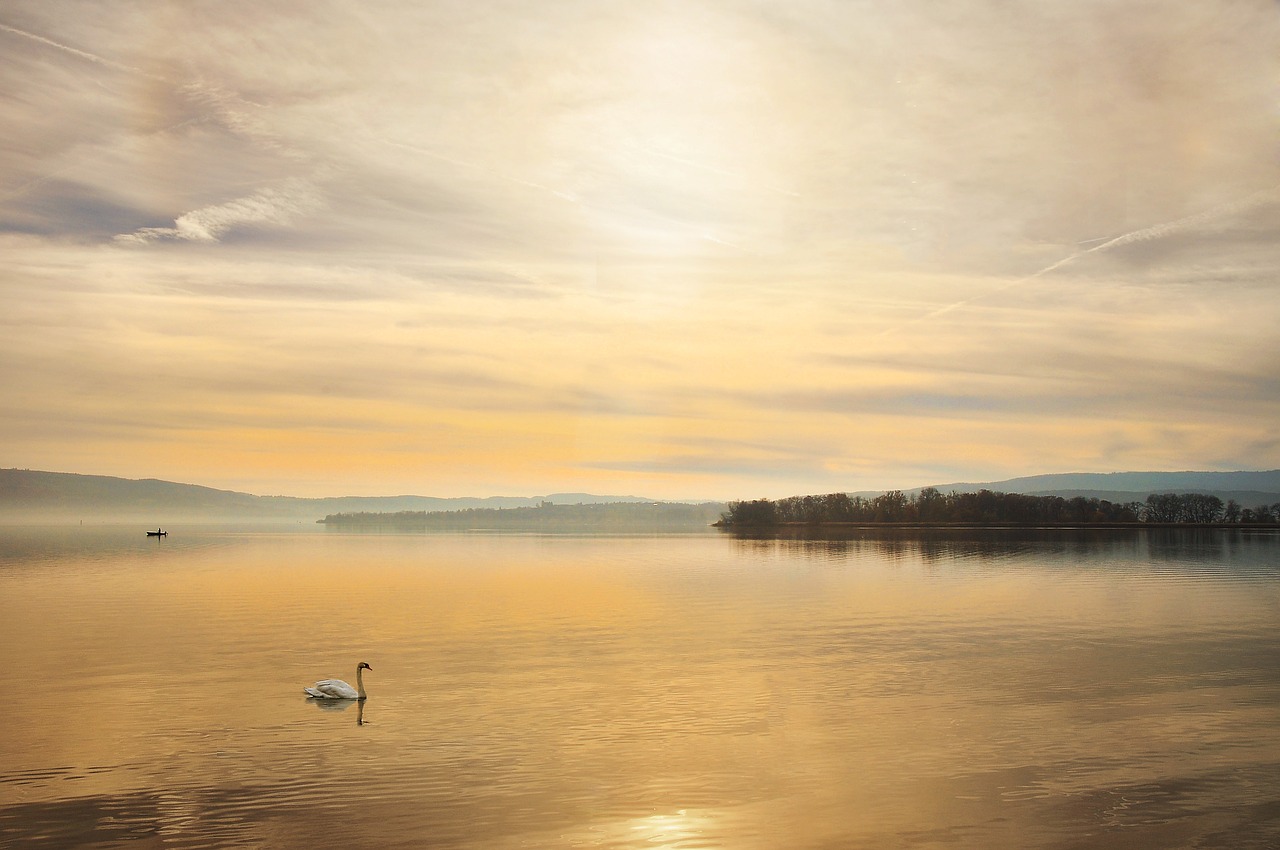 swan lake constance lake free photo