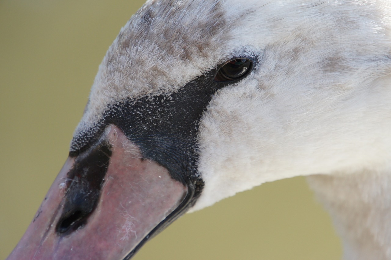 swan river water bird free photo