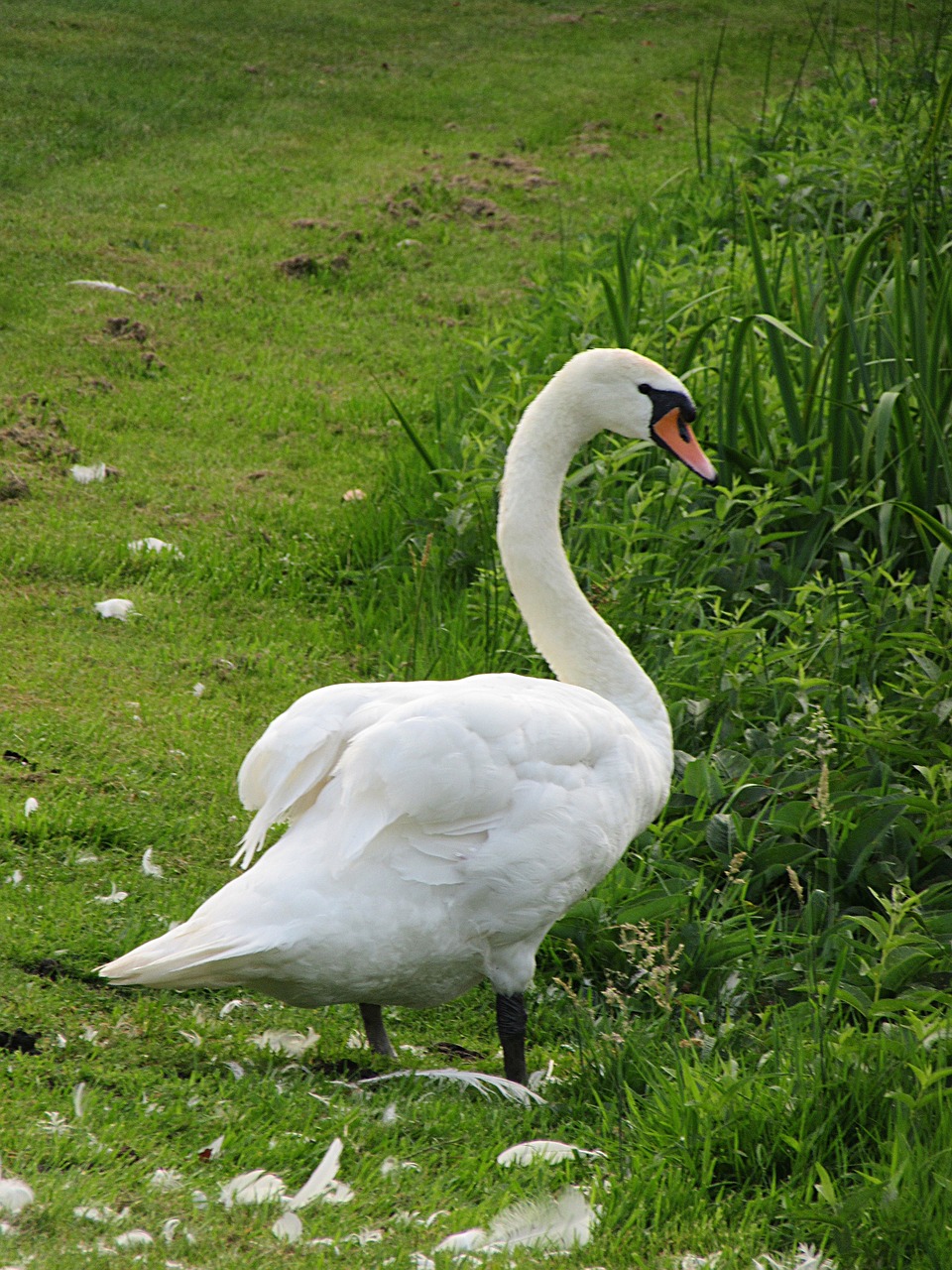 swan mute swan bird free photo