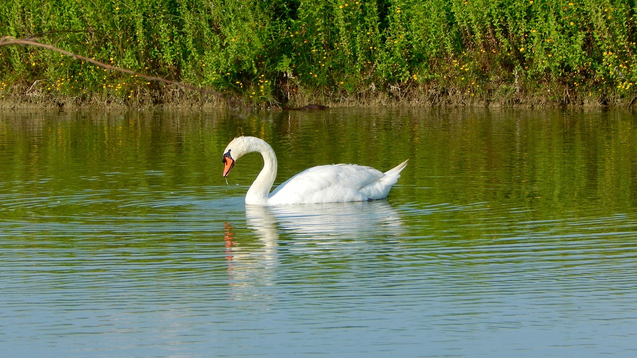 swan volatile bird free photo