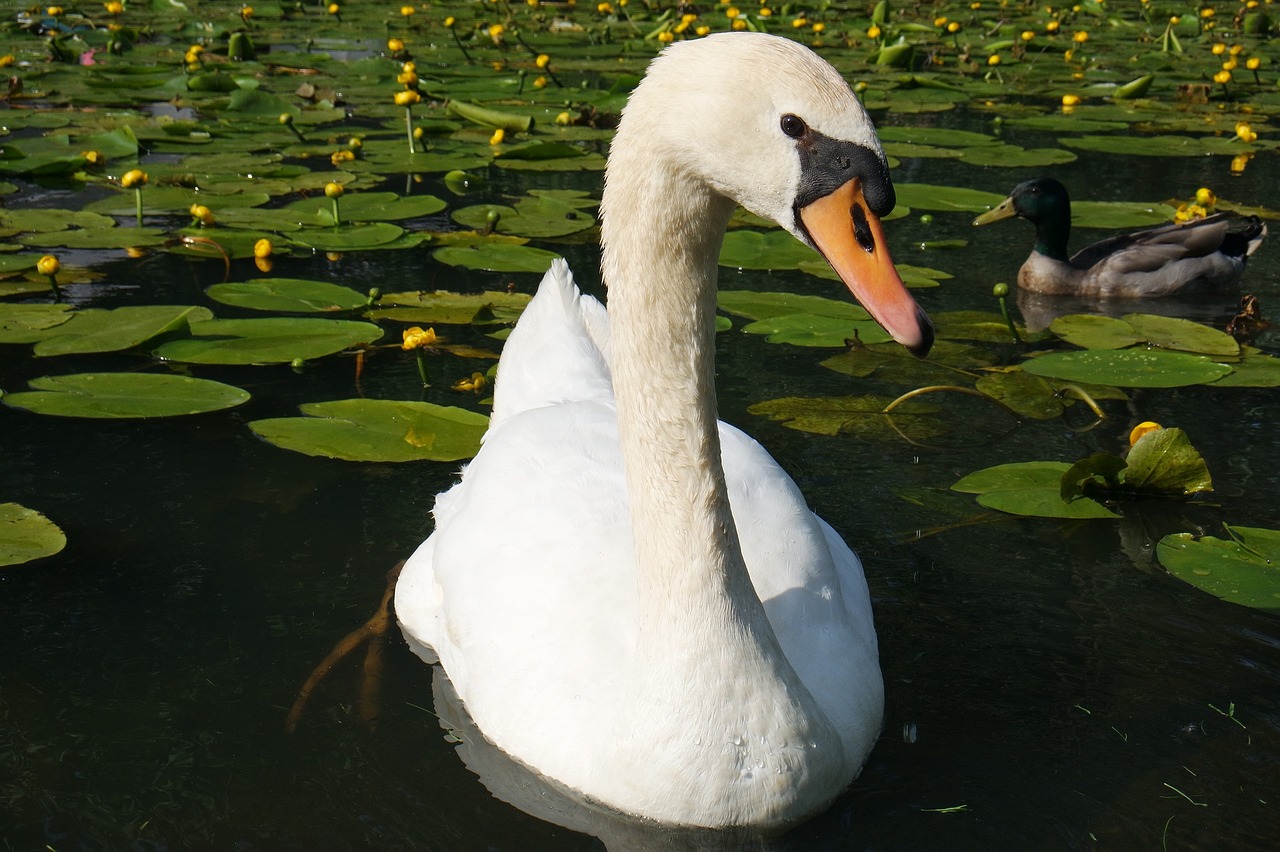 swan swimming water free photo