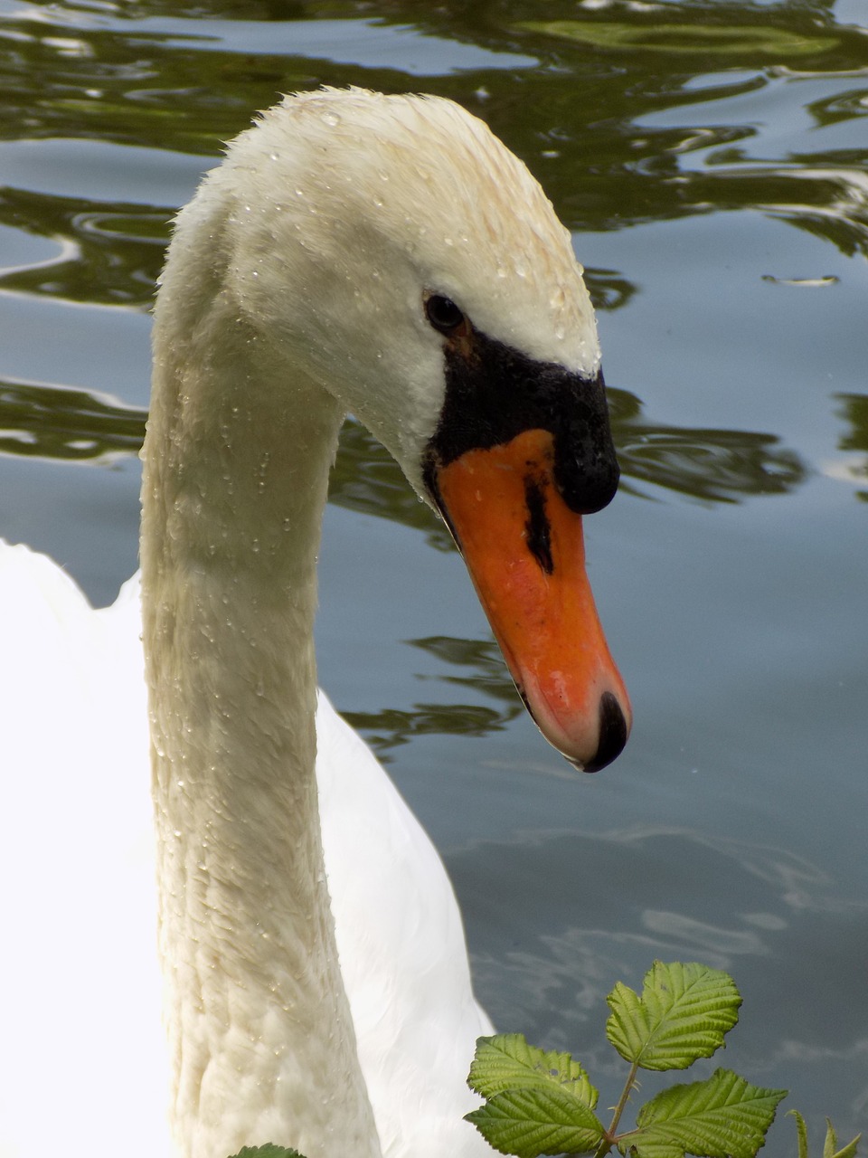 swan white water bird free photo