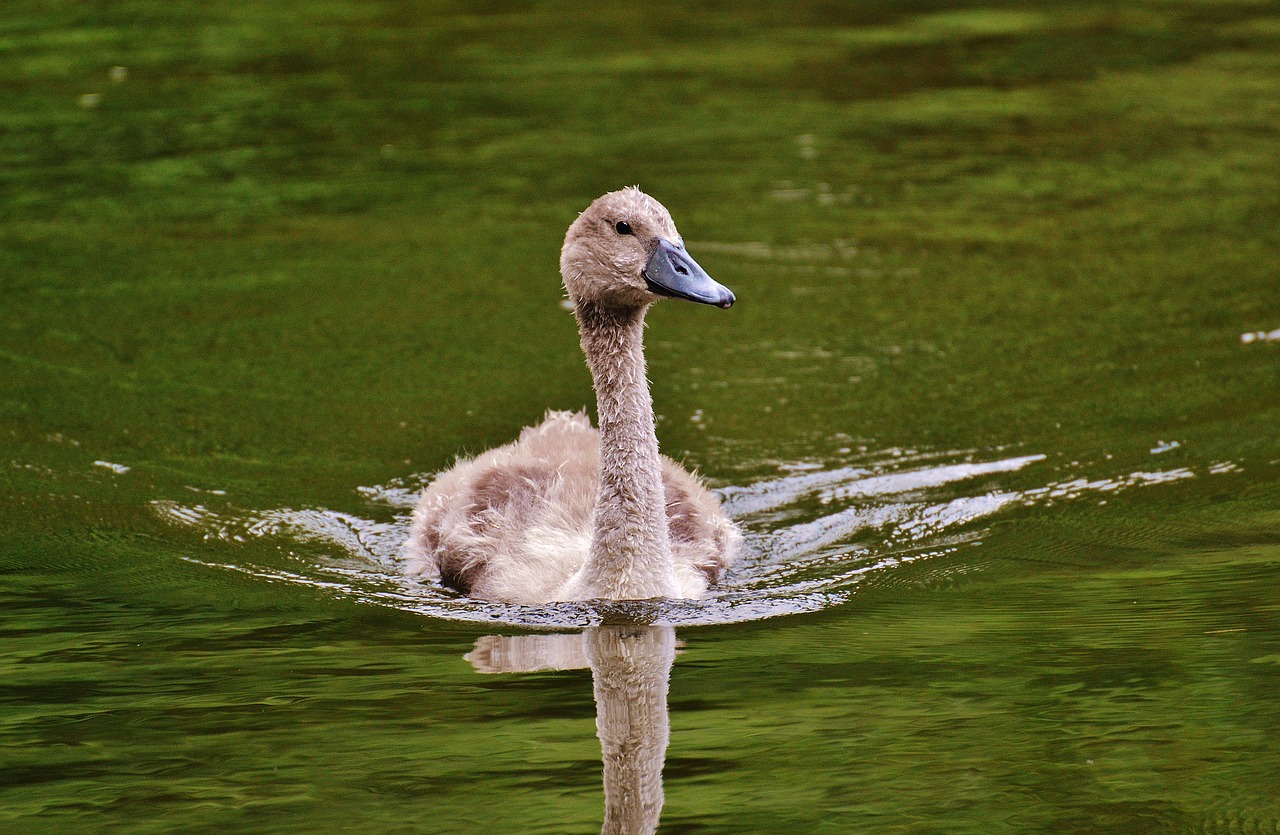 swan young animal bird free photo