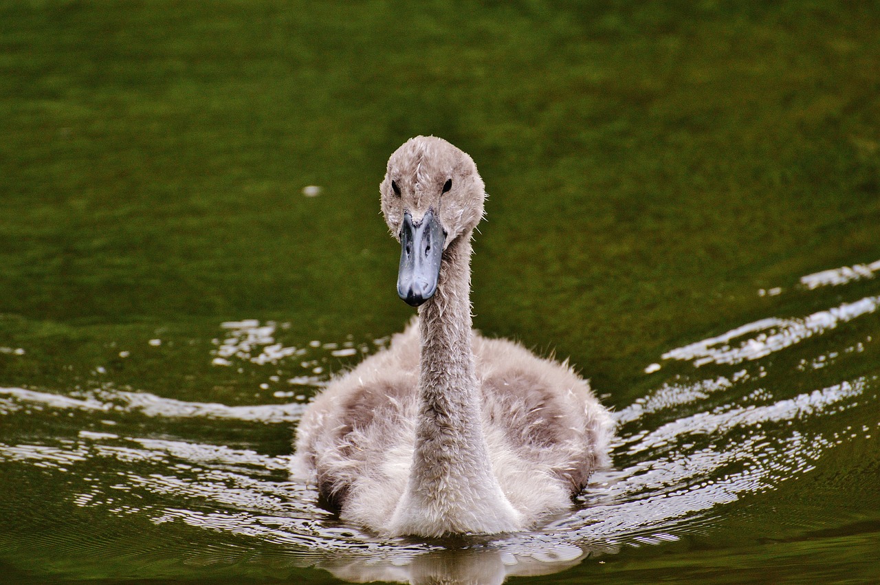 swan young animal bird free photo