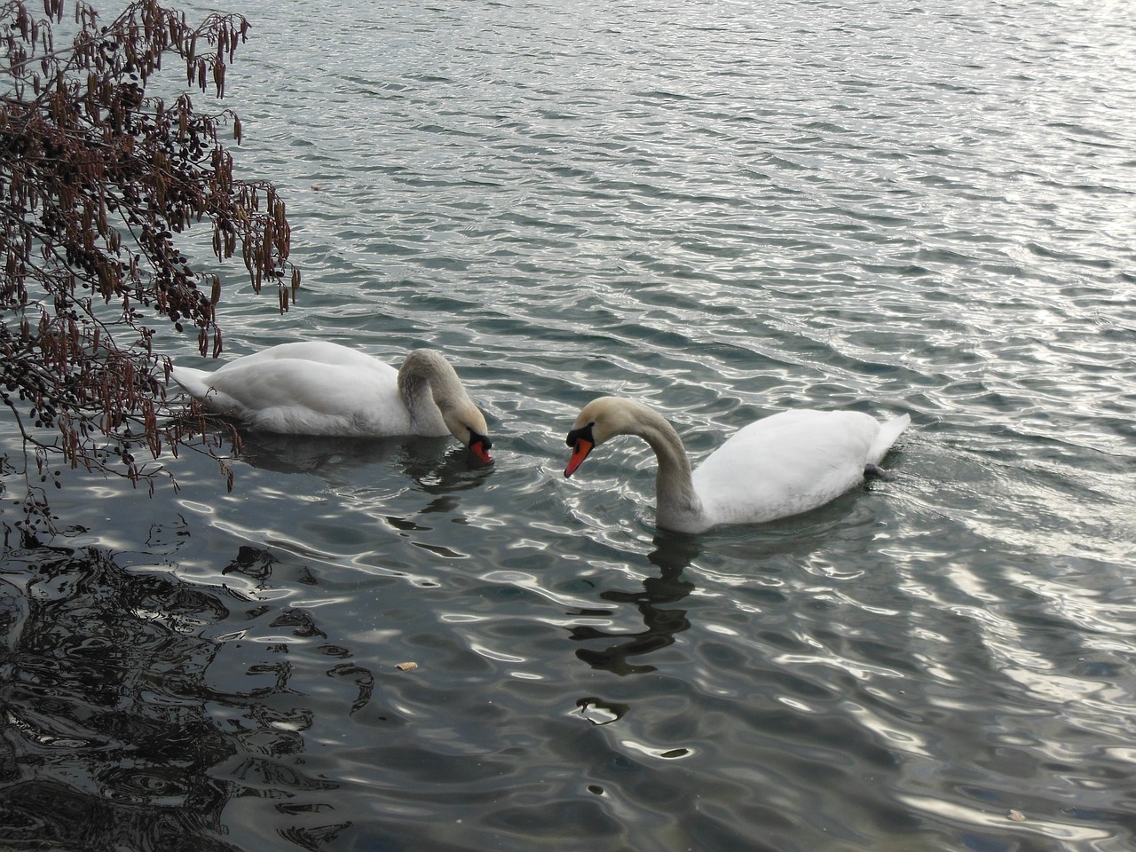 swan water swans free photo