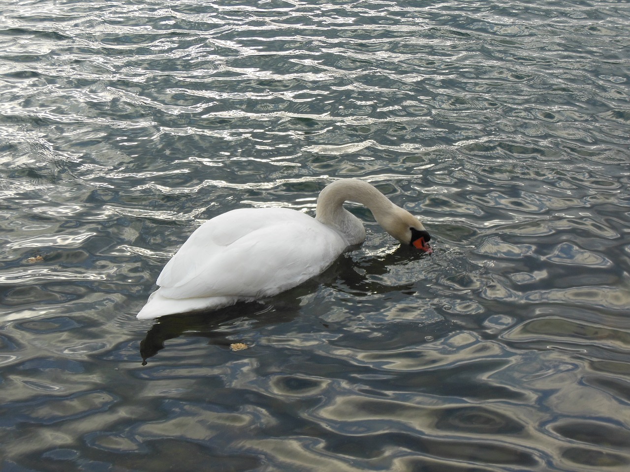 swan water bird free photo