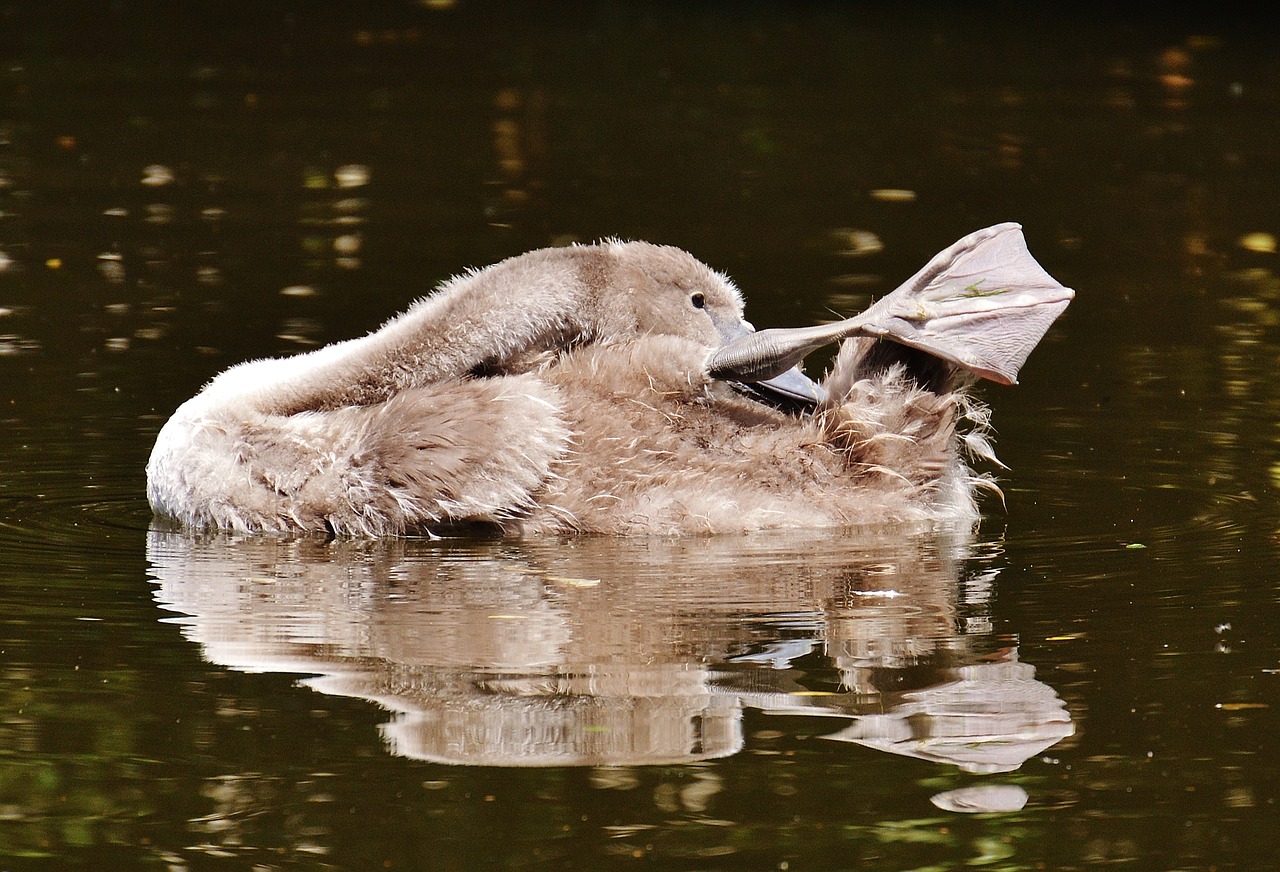 swan young animal bird free photo