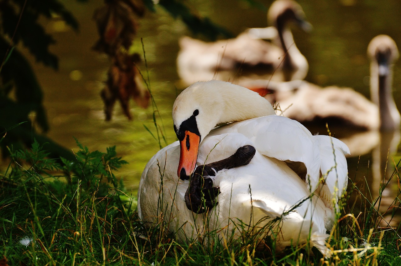 swan white bird free photo