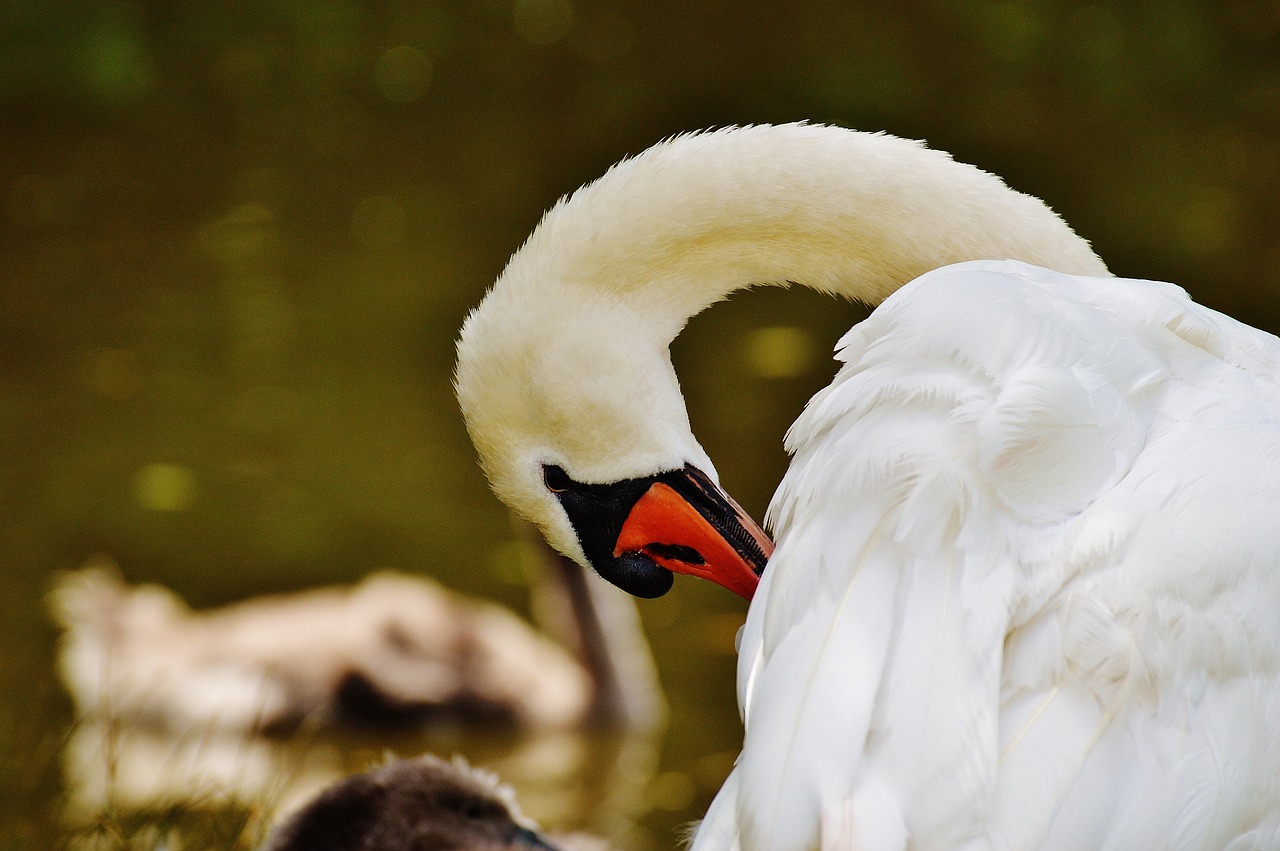 swan white bird free photo