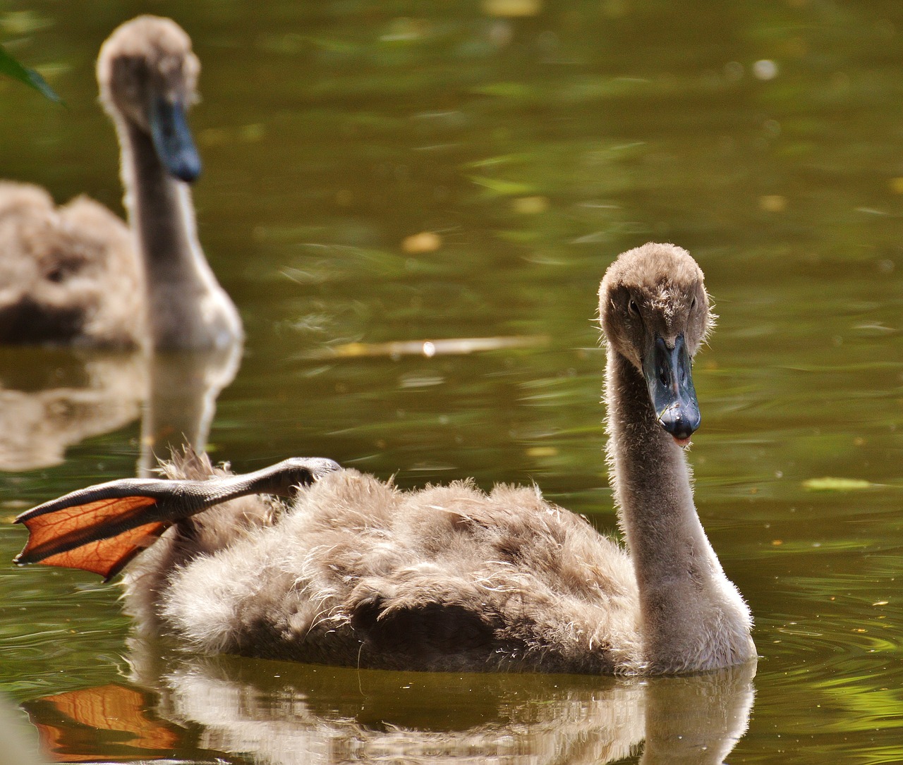 swan young animal bird free photo