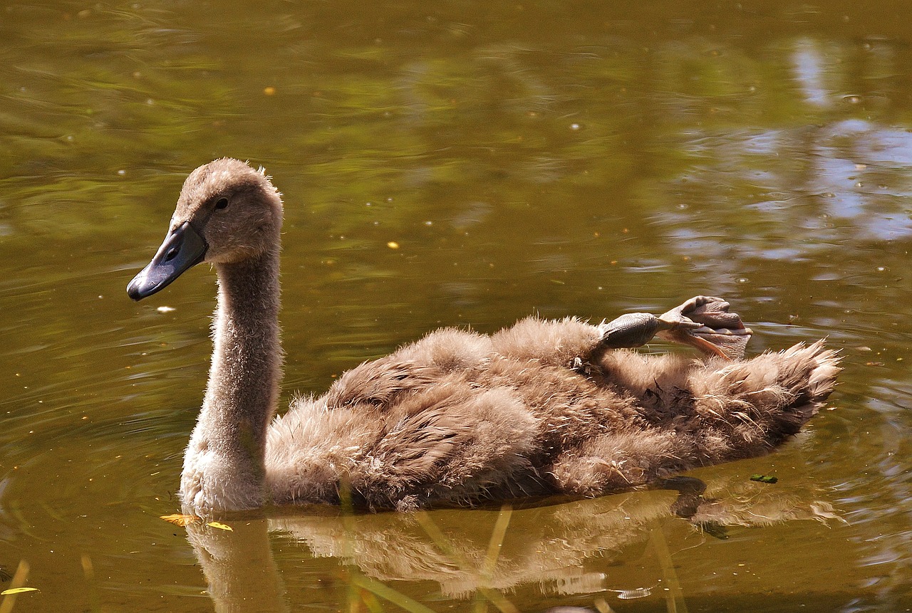 swan young animal bird free photo