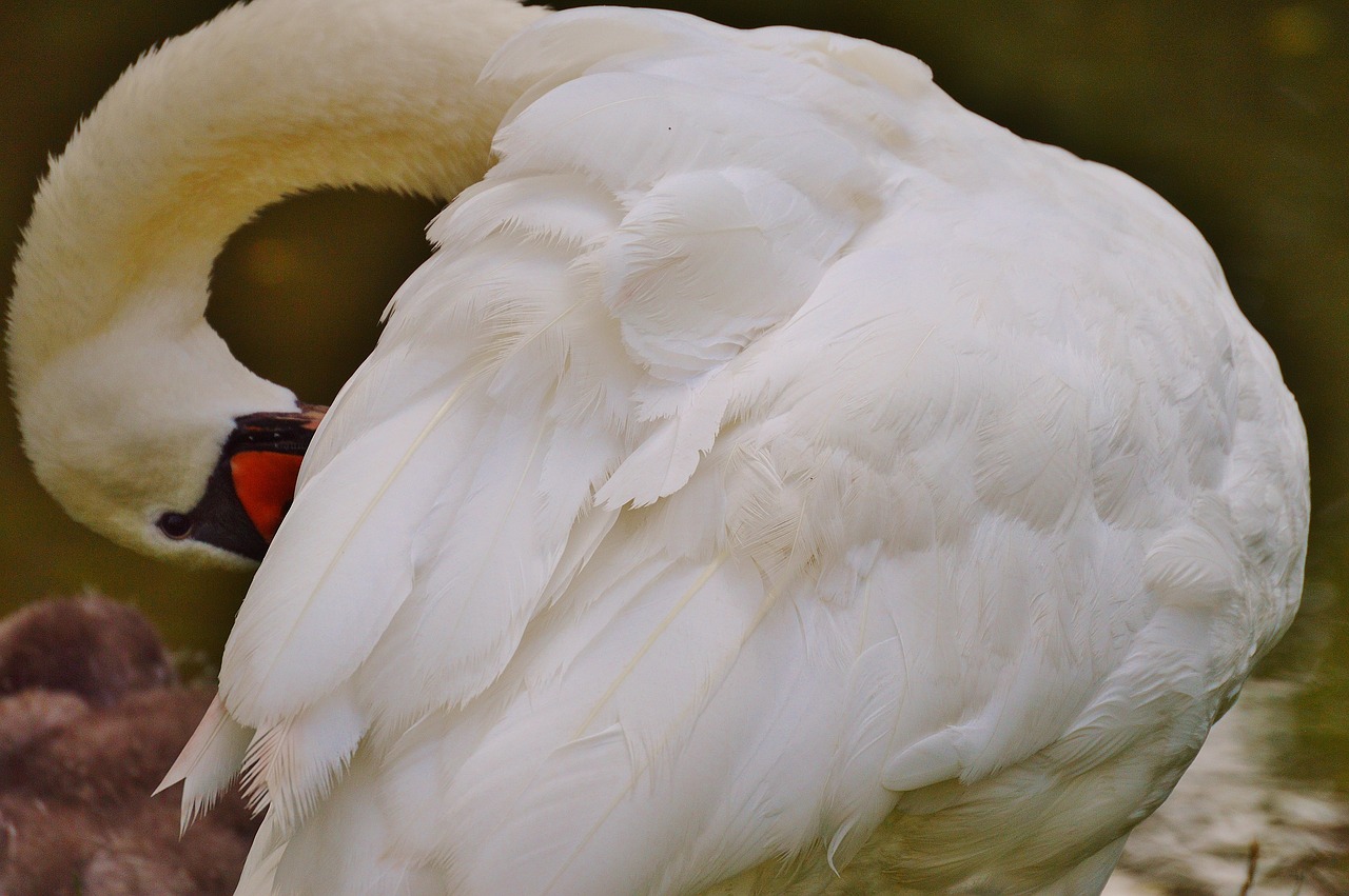 swan white bird free photo