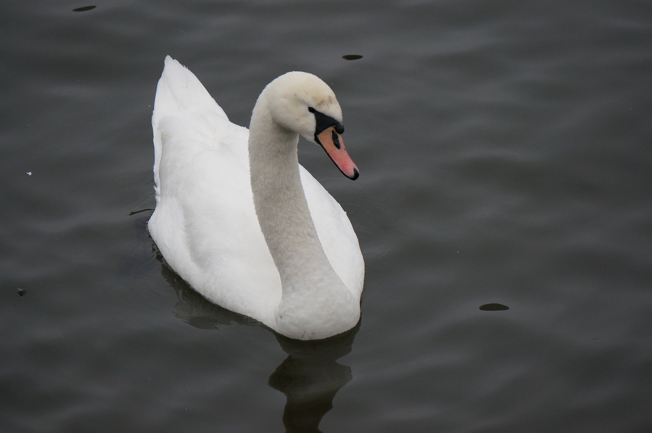 swan bird lake free photo