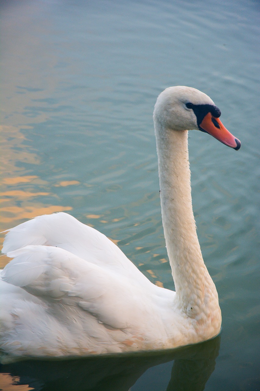 swan bird animal free photo