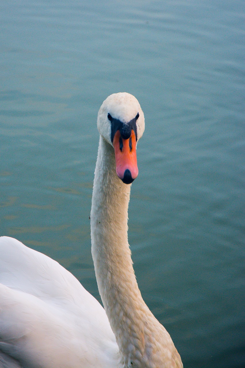 swan bird animal free photo