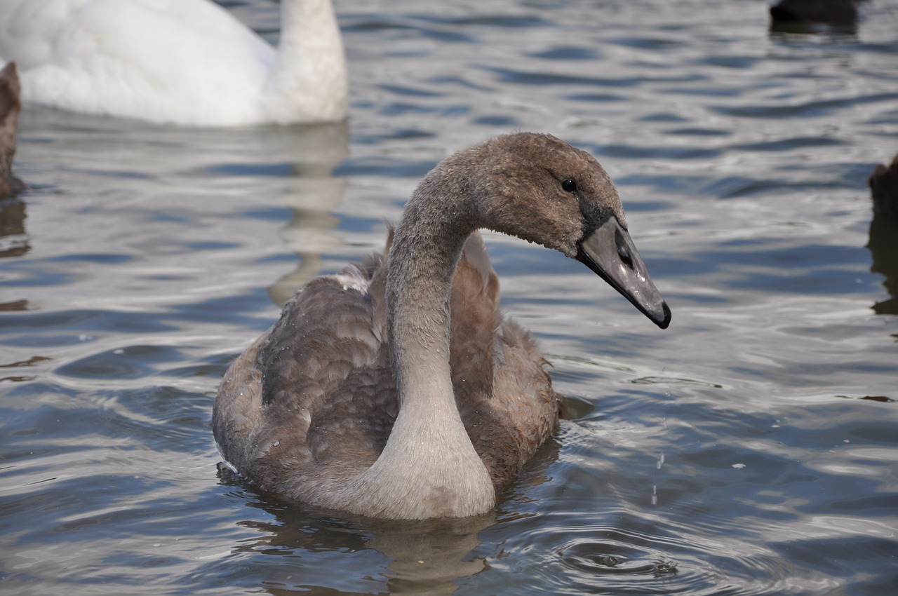 swan bird animal free photo