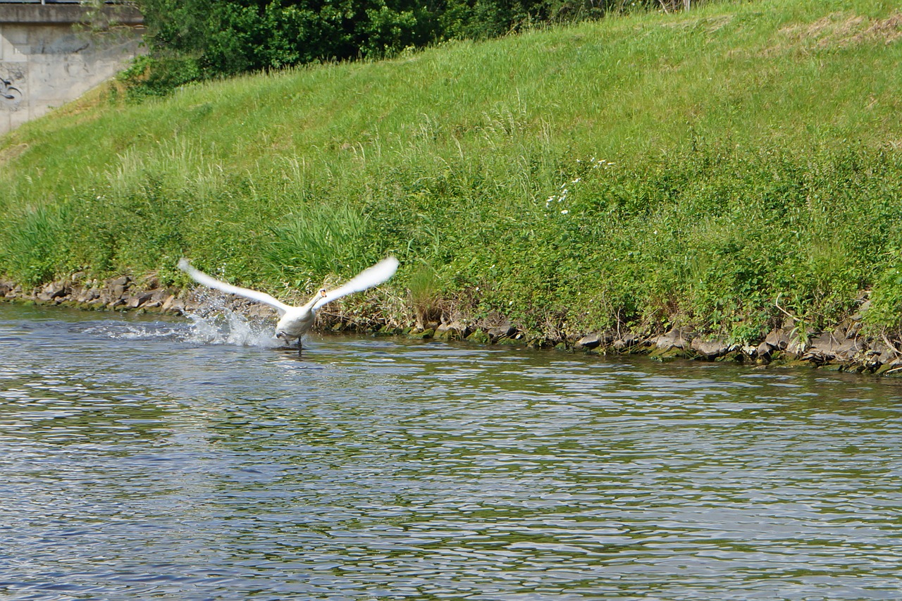 swan water flies free photo