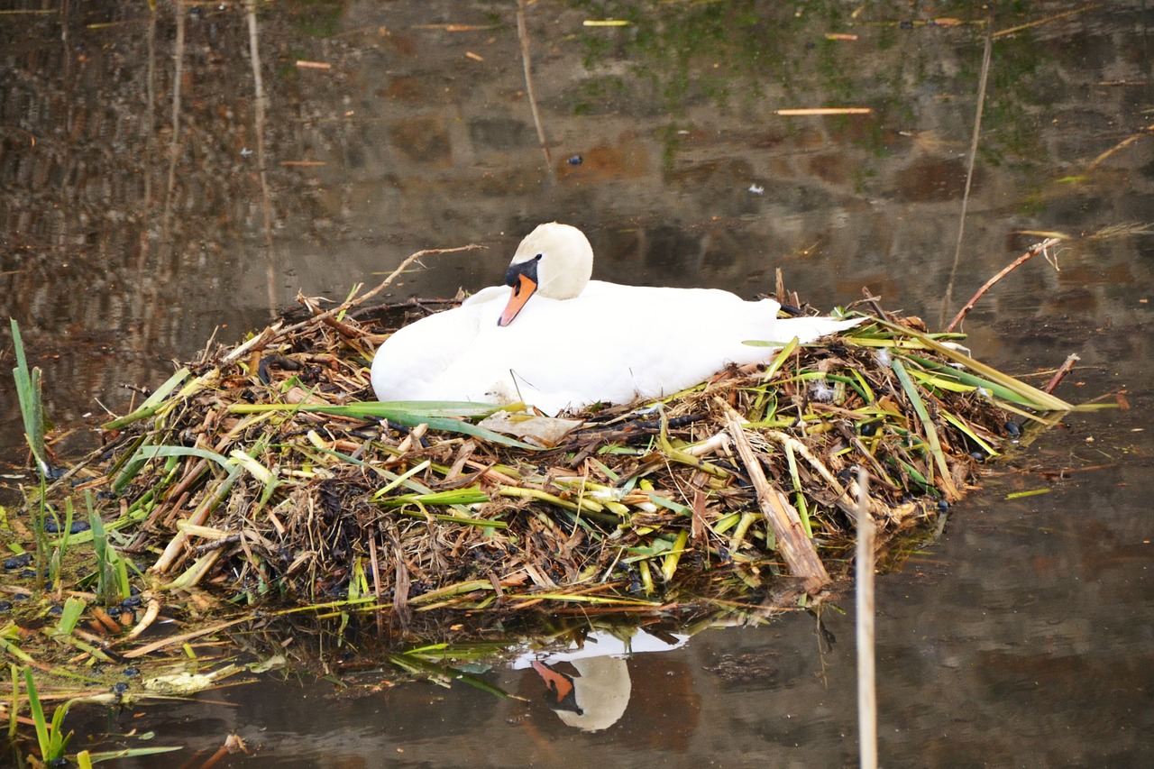 swan nest swan's nest free photo