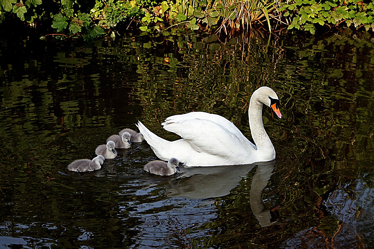 swan bird cygnets free photo