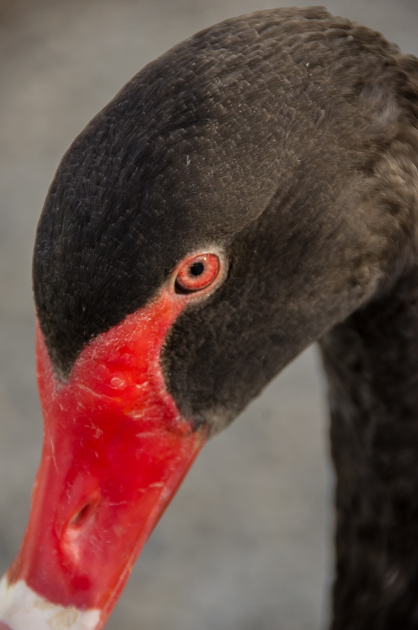 swan black swan red beak free photo