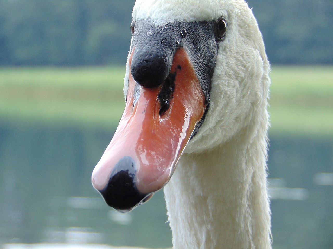 swan beak closeup free photo