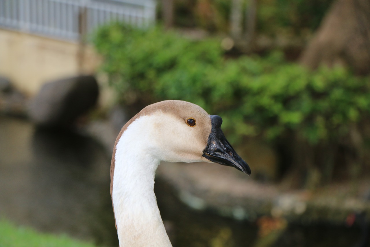 swan black bill boss free photo