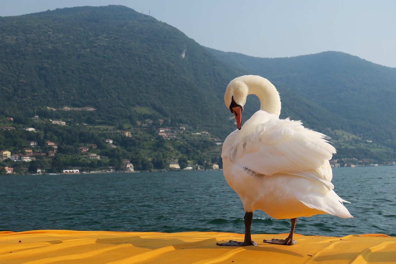 swan free float lake iseo free photo